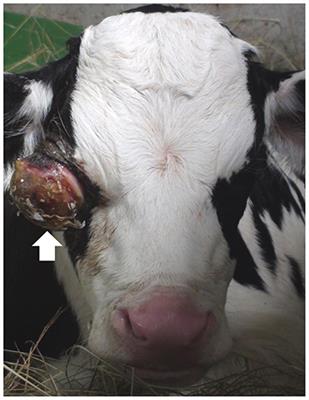 Case Report: Ultrasonography and Magnetic Resonance Imaging of Anterior Segment Dysgenesis in a Calf